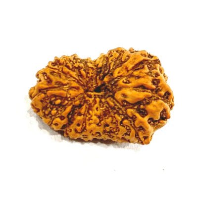 16 Mukhi Rudraksha (Indonesian Origin – 17.00 MM) - Rudraksham0m16 Mukhi Rudraksha (Indonesian Origin – 17.00 MM)Rudraksham0m