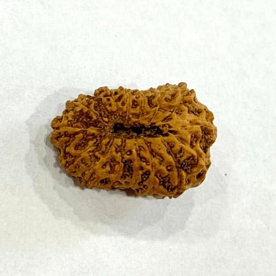 16 Mukhi Rudraksha (Indonesian Origin – 17.00 MM) - Rudraksham0m16 Mukhi Rudraksha (Indonesian Origin – 17.00 MM)Rudraksham0m