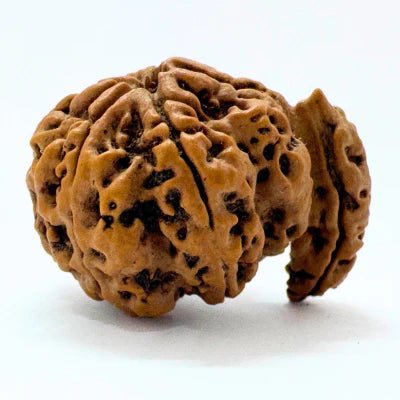 Antique 1 Mukhi Sawaar Rudraksha (Nepal Origin – 32.33 MM) - Rudraksham0mAntique 1 Mukhi Sawaar Rudraksha (Nepal Origin – 32.33 MM)Rudraksham0m