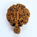 Antique 1 Mukhi Sawaar Rudraksha (Nepal Origin – 32.33 MM) - Rudraksham0mAntique 1 Mukhi Sawaar Rudraksha (Nepal Origin – 32.33 MM)Rudraksham0m