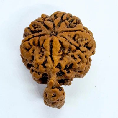 Antique 1 Mukhi Sawaar Rudraksha (Nepal Origin – 32.33 MM) - Rudraksham0mAntique 1 Mukhi Sawaar Rudraksha (Nepal Origin – 32.33 MM)Rudraksham0m