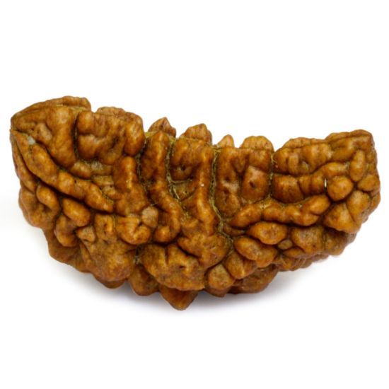 Mukhi Rudraksha - Rudraksham0mMukhi RudrakshaRudraksham0m