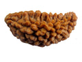Mukhi Rudraksha - Rudraksham0mMukhi RudrakshaRudraksham0m