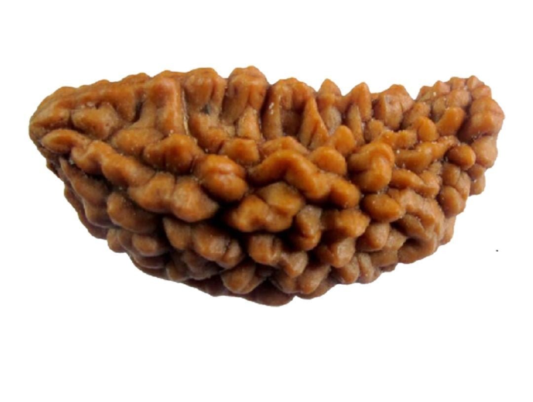 Mukhi Rudraksha - Rudraksham0mMukhi RudrakshaRudraksham0m