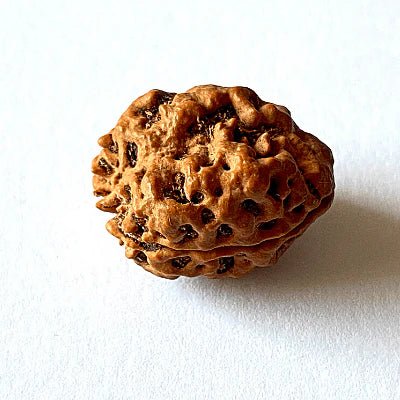 Natural 2 Mukhi Rudraksha (Nepal Origin – Collector Size) - Rudraksham0mNatural 2 Mukhi Rudraksha (Nepal Origin – Collector Size)Rudraksham