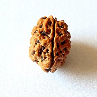 Natural 2 Mukhi Rudraksha (Nepal Origin – Collector Size) - Rudraksham0mNatural 2 Mukhi Rudraksha (Nepal Origin – Collector Size)Rudraksham
