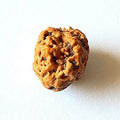 Natural 2 Mukhi Rudraksha (Nepal Origin – Collector Size) - Rudraksham0mNatural 2 Mukhi Rudraksha (Nepal Origin – Collector Size)Rudraksham