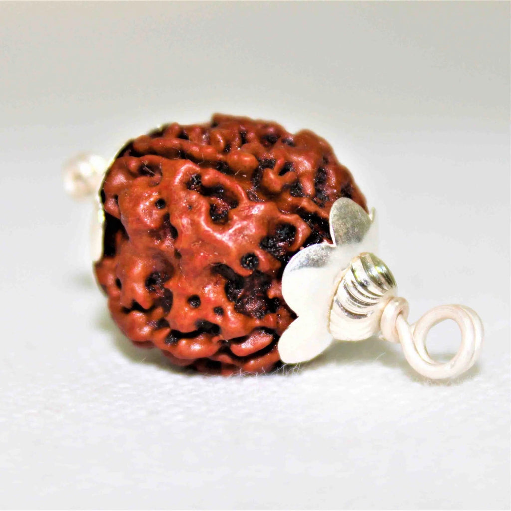 Natural 4 Mukhi Rudraksha (Nepal Origin) - Rudraksham0mNatural 4 Mukhi Rudraksha (Nepal Origin)Rudraksham