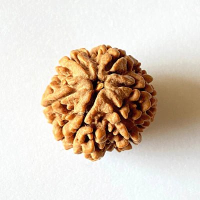 Natural 6 Mukhi Rudraksha (Nepal Origin – Collector Size) - Rudraksham0mNatural 6 Mukhi Rudraksha (Nepal Origin – Collector Size)Rudraksham