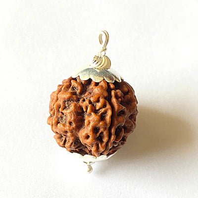 Natural 6 Mukhi Rudraksha (Nepal Origin – Collector Size) - Rudraksham0mNatural 6 Mukhi Rudraksha (Nepal Origin – Collector Size)Rudraksham