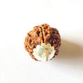 Natural 6 Mukhi Rudraksha (Nepal Origin – Collector Size) - Rudraksham0mNatural 6 Mukhi Rudraksha (Nepal Origin – Collector Size)Rudraksham