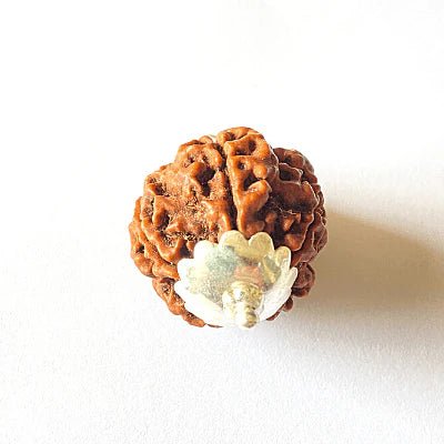 Natural 6 Mukhi Rudraksha (Nepal Origin – Collector Size) - Rudraksham0mNatural 6 Mukhi Rudraksha (Nepal Origin – Collector Size)Rudraksham