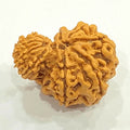 Natural Garbh Gauri Rudraksha (Nepal Origin) - Rudraksham0mNatural Garbh Gauri Rudraksha (Nepal Origin)Rudraksham