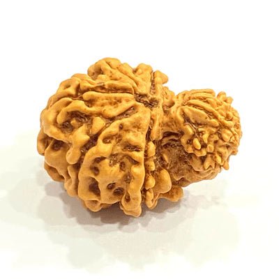 Natural Garbh Gauri Rudraksha (Nepal Origin) - Rudraksham0mNatural Garbh Gauri Rudraksha (Nepal Origin)Rudraksham